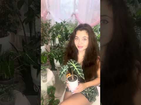 Видео: Мои алоказии и немножко про уход за моими «драконами» 🐉