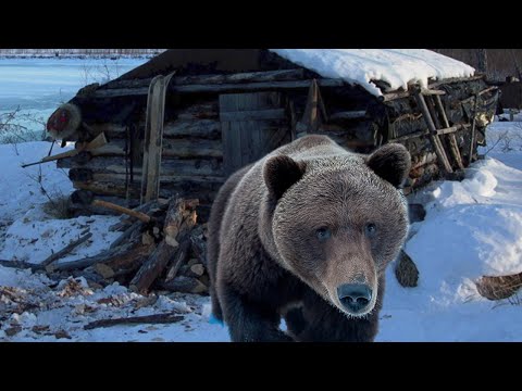 Видео: 💥/МЕДВЕДЬ пришел в избушку/ Рассказ старого таежника/