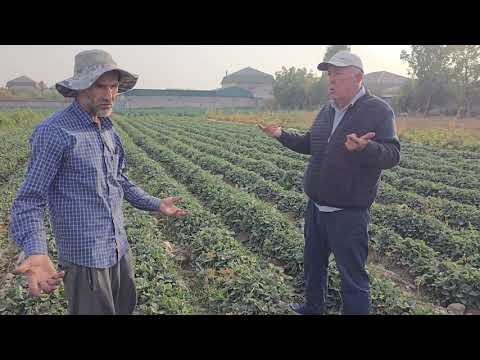 Видео: 919508740 Муҳамад. Кучати тути заминӣ ( клубника) Дар ш. Душанбе. 