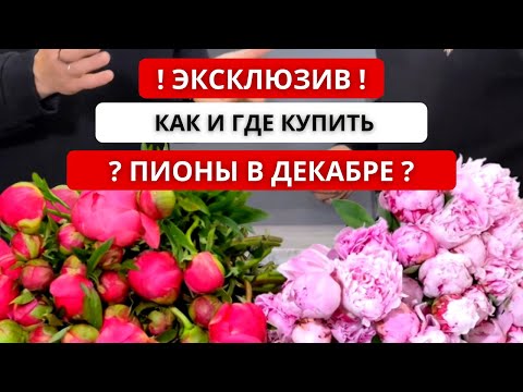 Видео: 🔥 ЭКСКЛЮЗИВ: ПИОНЫ В ДЕКАБРЕ! Чилийские пионы: сорта, качество, цена. Как купить пионы в декабре?