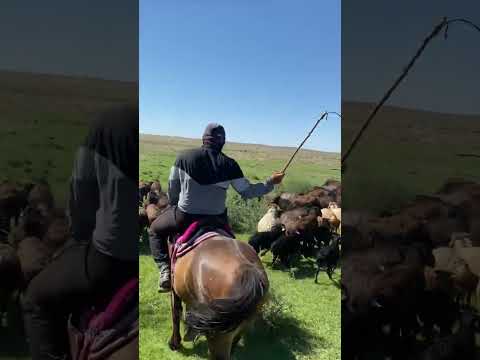 Видео: Қой тоғыту 👍 қой қырқым 👍👍👍