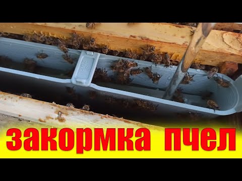 Видео: Закормка пчел в зиму не большими дозами сиропа. Как правельно кормить пчел в зиму на пасеке