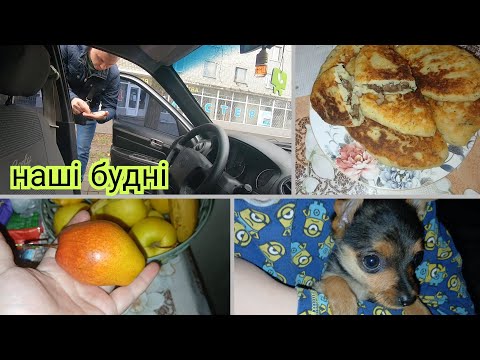 Видео: Просила в ліс — не схотів, зате приніс собачку ...