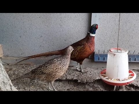 Видео: Обыкновенный фазан: содержание и уход в условиях хозяйства