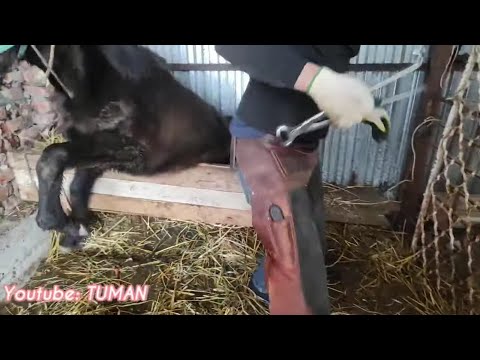 Видео: Ортопедическая расчистка копыт Карачаевского Жеребенка Лахиба.