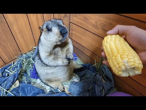 Видео: когда сурок слышит знакомый звук еды