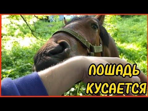 Видео: ЛОШАДЬ КУСАЕТСЯ