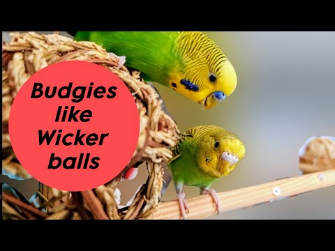 Видео: Budgies like Wicker balls / Волнистым попугайчикам нравятся плетеные мячи