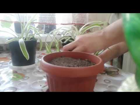 Видео: ХЛОРОФИТУМ(ПЕРЕСАДКА ХЛОРОФИТУМА БОННИ).