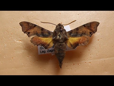Видео: БРАЖНИКИ: 609. Temnora pylas