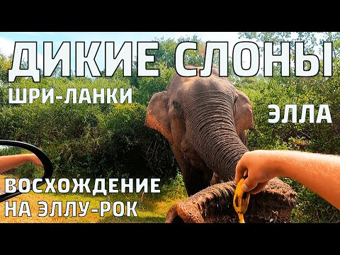 Видео: ДИКИЕ СЛОНЫ на ШРИ-ЛАНКЕ. Трекинг на ЭЛЛУ-РОК. ЭЛЛА. #шриланка
