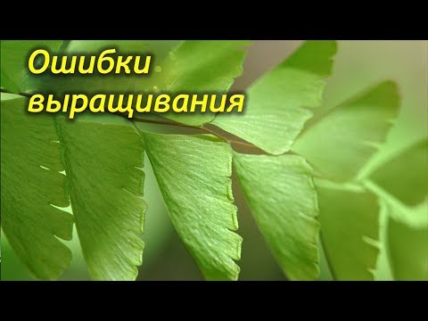 Видео: Ошибки выращивания папоротников. Не растет и болеет, что делать?