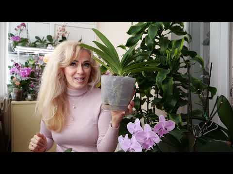 Видео: Где откажусь, а где идеально. Сокращает время укоренения орхидей, действует быстро.