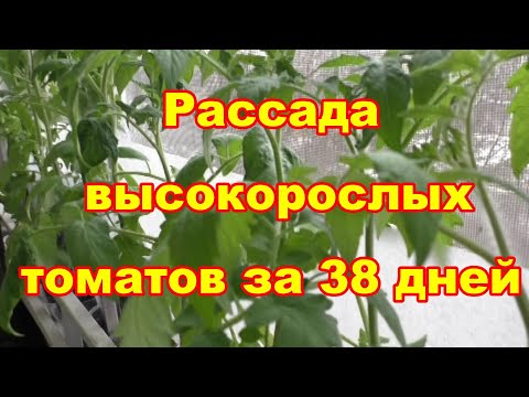 Видео: Поздний посев высокорослых томатов за 38 дней готовая рассада