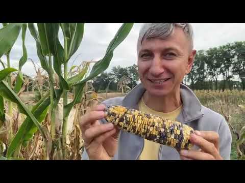 Видео: Допомагає ЗСУ, переселенцям та вирощує інноваційну кукурудзу!