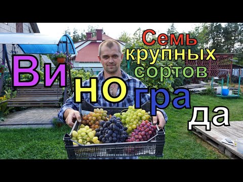 Видео: Виноград .Семь крупных сортов винограда для открытого грунта.