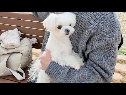 Видео: Трусливый щенок, который преследует только хозяина