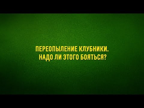 Видео: Переопыление клубники  Надо ли этого бояться