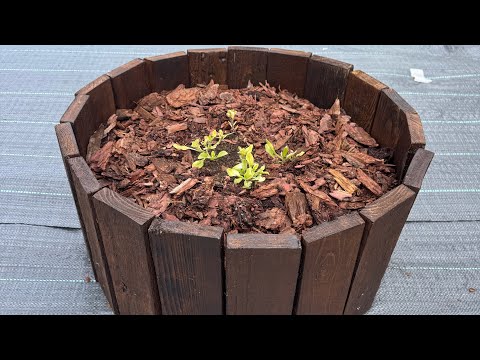 Видео: Как сделать клумбу из шины и старых паллет!