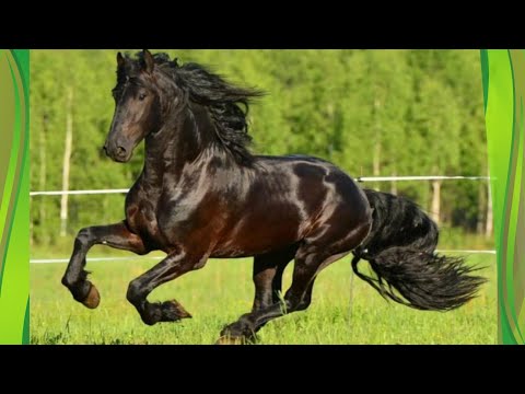 Видео: Константин Чернявский - кавер КОНИК - романы гилы - KONIK - cover Konstantin Chernyavskiy