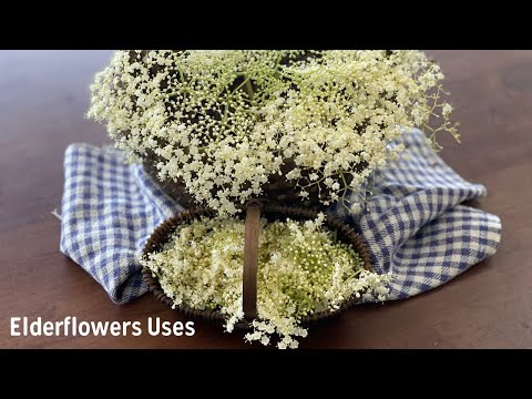 Видео: Цветы бузины и как их использовать