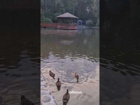 Видео: Зоопарк г.Новосибирска/ ZOO Novosibirsk