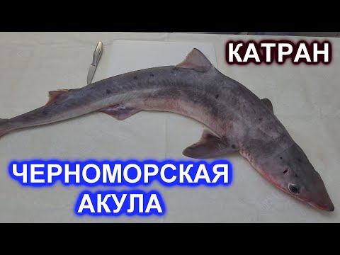 Видео: Черноморская акула КАТРАН