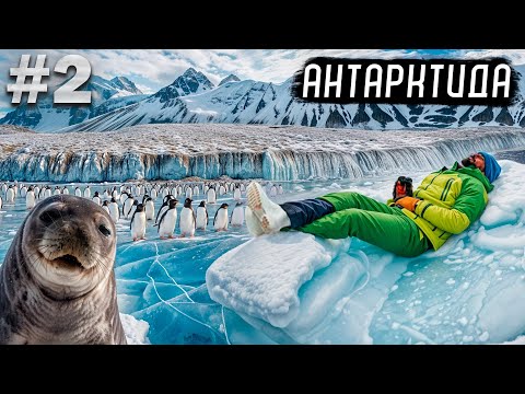 Видео: Антарктида. Путешествие на край света. Пингвины, тюлени и киты.