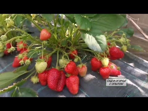 Видео: СХЕМА ОБРАБОТКИ КЛУБНИКИ ОТ БОЛЕЗНЕЙ И ВРЕДИТЕЛЕЙ Как использовать Триходерму, Перекись водорода ❗