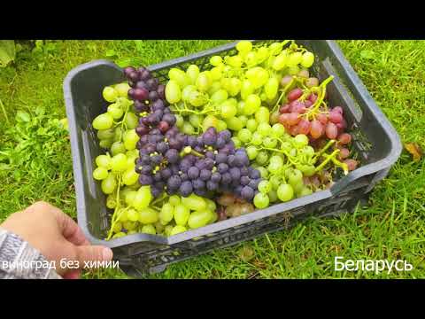 Видео: 14 сентября 2025 Виноград Без Химии! Результаты, сезона. Беларусь. г. Дзержинск.