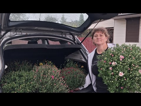 Видео: Вітаю  друзі.З'являються нові квіточки.Відео-огляд хризантем.