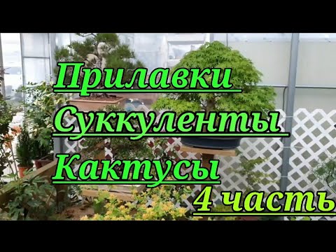 Видео: Прилавки Суккулентов...Кактусов...Бонсаи...4 часть.