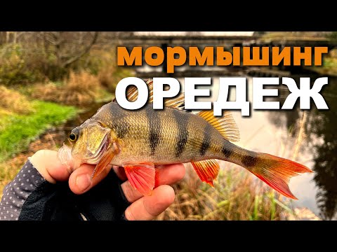 Видео: Поймал ЖЕРЕХА на мормышинг! Окуни и Щуки р.Оредеж #мормышинг #рыбалка #жерех #fishing #nanojig