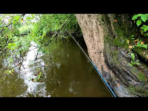 Видео: охота на крупную форель