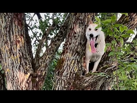 Видео: Межсезонье . Арчи в зоне выгула . Поиск , работа по куницам в сложных условиях !