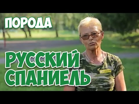 Видео: РУССКИЙ ОХОТНИЧИЙ СПАНИЕЛЬ | Охотничьи собаки