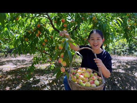 Видео: Персики спелые, один за другим, свежие и сладкие.