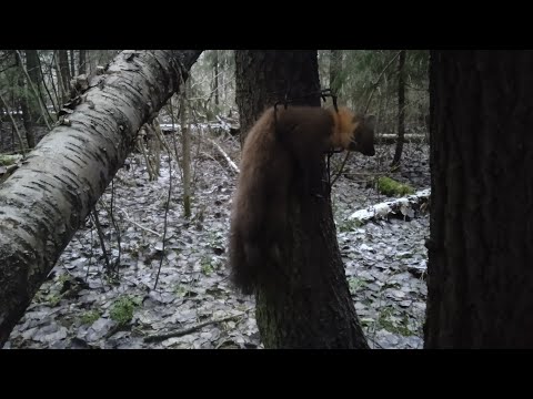 Видео: Охота на куницу очередная проверка капканов 2024-2025.