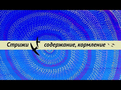 Видео: Содержание и кормление стрижей на ПМЖ.  Как сделать комнату и вольер для стрижей. Освещение.