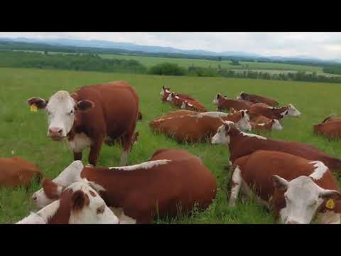 Видео: Герефорды в электропастухе. Лето. Сибирь