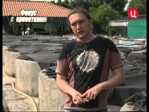 Видео: "Без обмана. Фокус с креветками".