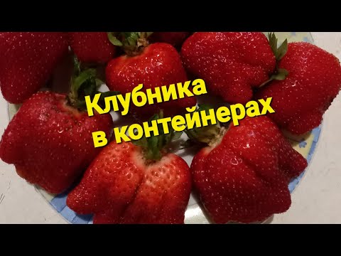 Видео: Посадка клубники в контейнер.