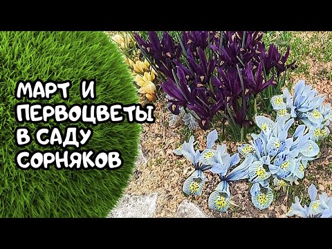 Видео: Первые весенние цветы в пустом саду. 18.03.24