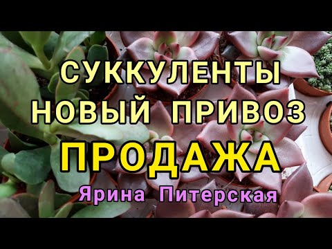 Видео: Суккуленты.Новый привоз. Продажа.