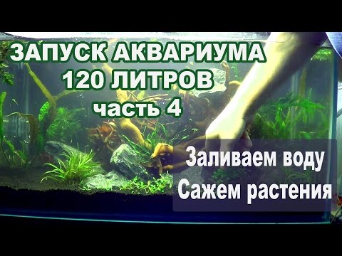 Видео: Запуск 120 литрового аквариума. Часть 4. Заливаем воду. Сажаем растения