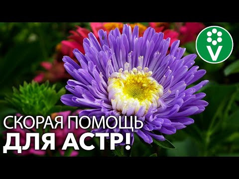 Видео: ВАШИ АСТРЫ НАКОНЕЦ БУДУТ ЗДОРОВЫ! Определяем проблему по листьям и принимаем меры!