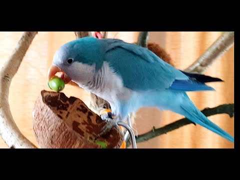 Видео: ВКУСНЯШКИ ИЗ ЛЕСА ДЛЯ ПОПУГАЕВ. КАКИЕ РАСТЕНИЯ МОЖНО НАЙТИ ДЛЯ ПТИЦ В ЛЕСУ В КОНЦЕ АВГУСТА.