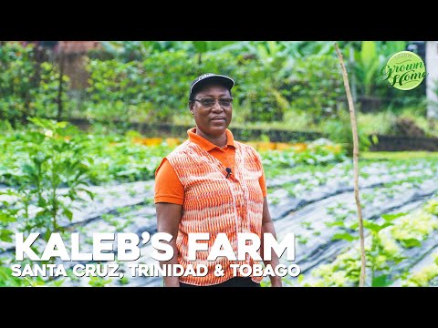 Видео: Посещение фермы Калеба в Санта-Крузе, Тринидад и Тобаго