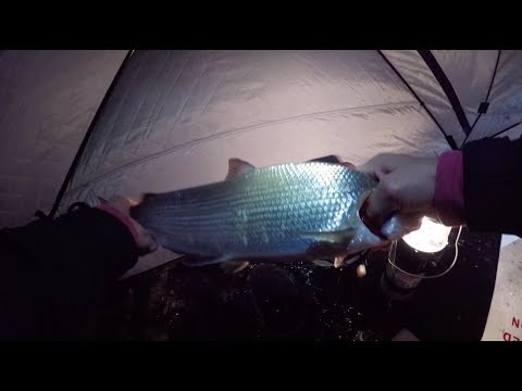 Видео: Супер удача ловля крупного сига.