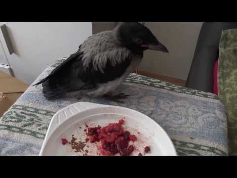 Видео: Как воспитывать ВОРОНЁНКА  дома,как кормить,как учить летать.Как я стала мамой ВОРОНЕНКА МУХИ